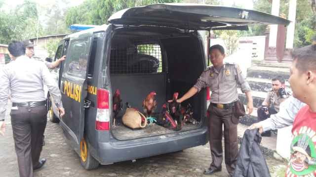 Barang bukti ayam yang diamankan petugas usai penggerebekan lokasi sabung ayam di Penyengat Rendah, Sabtu (19/12)